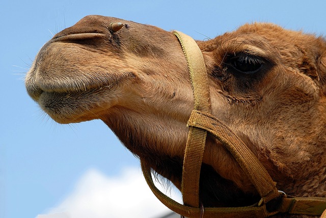 arabic camel